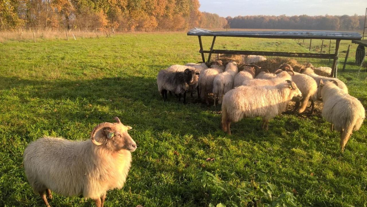 Boerderijkamer Korenbloem Onstwedde Zewnętrze zdjęcie