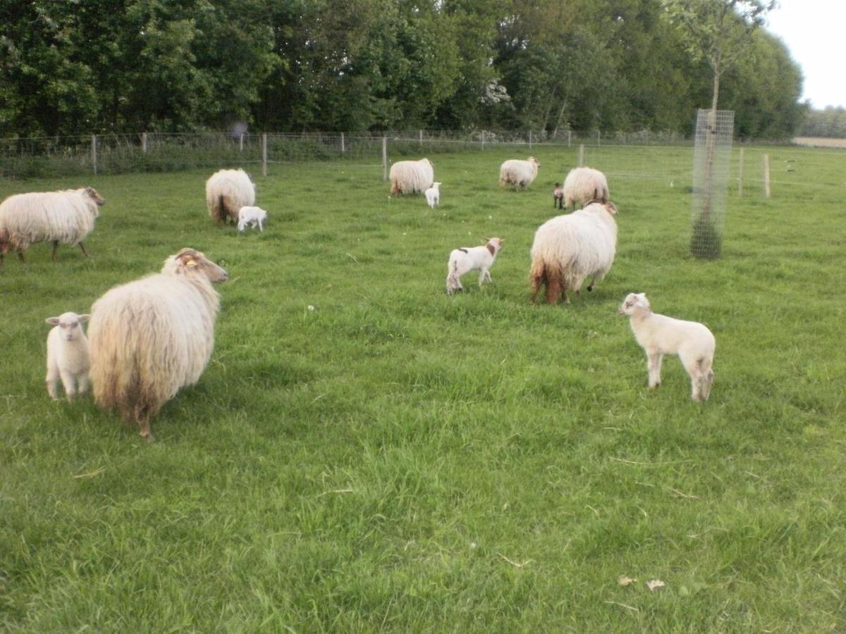Boerderijkamer Korenbloem Onstwedde Zewnętrze zdjęcie